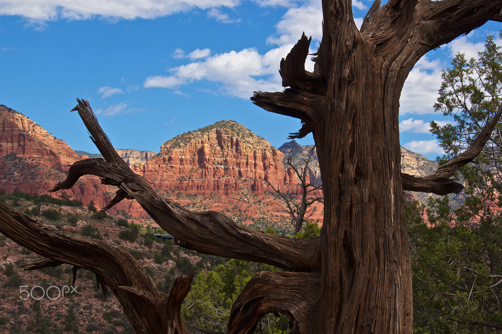 Canon EOS 550D (EOS Rebel T2i / EOS Kiss X4) sample photo. Framed in nature photography