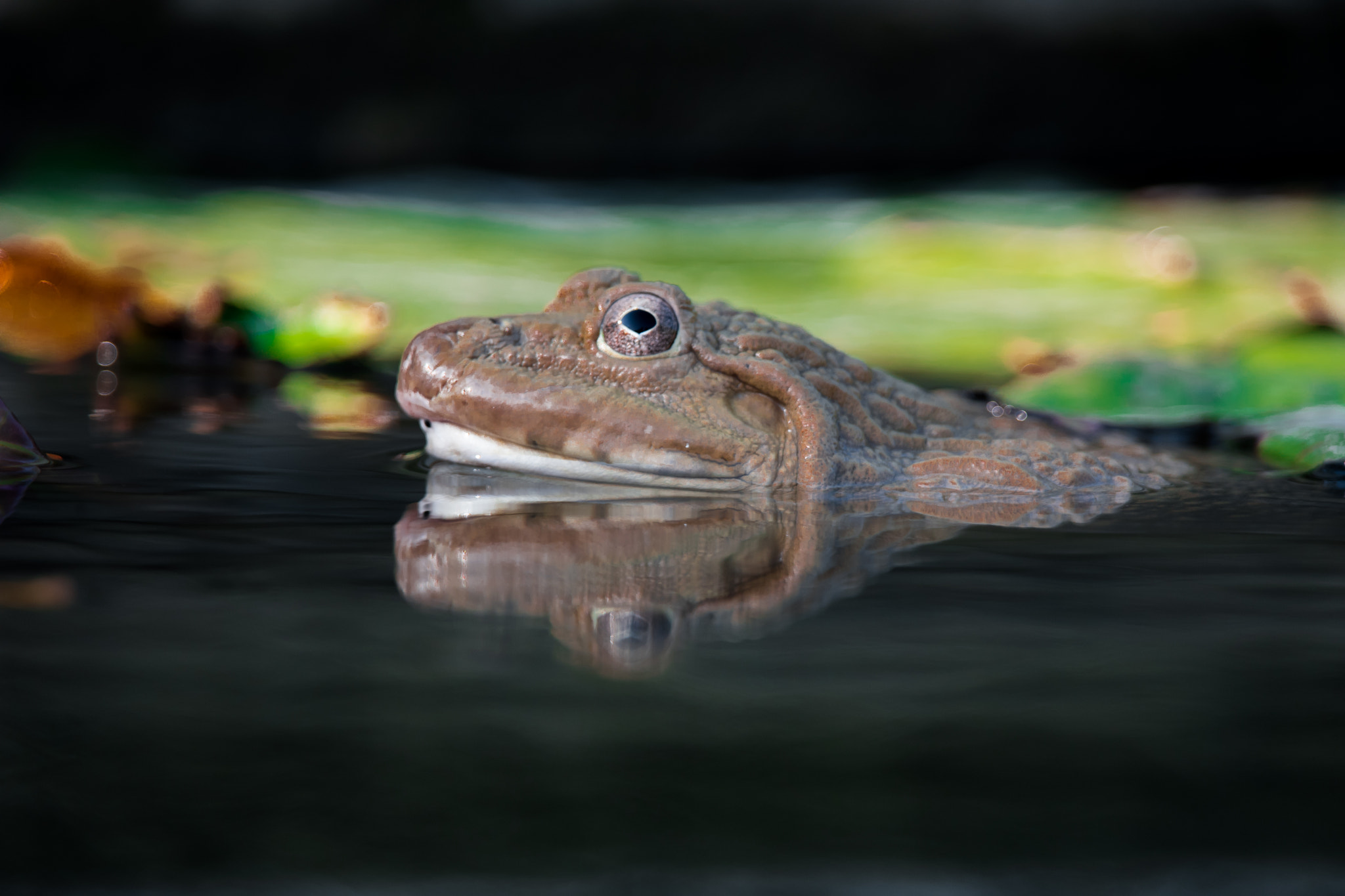 Samsung NX500 + Samsung NX 50-200mm F4-5.6 ED OIS sample photo. Hiding in the lily pads photography