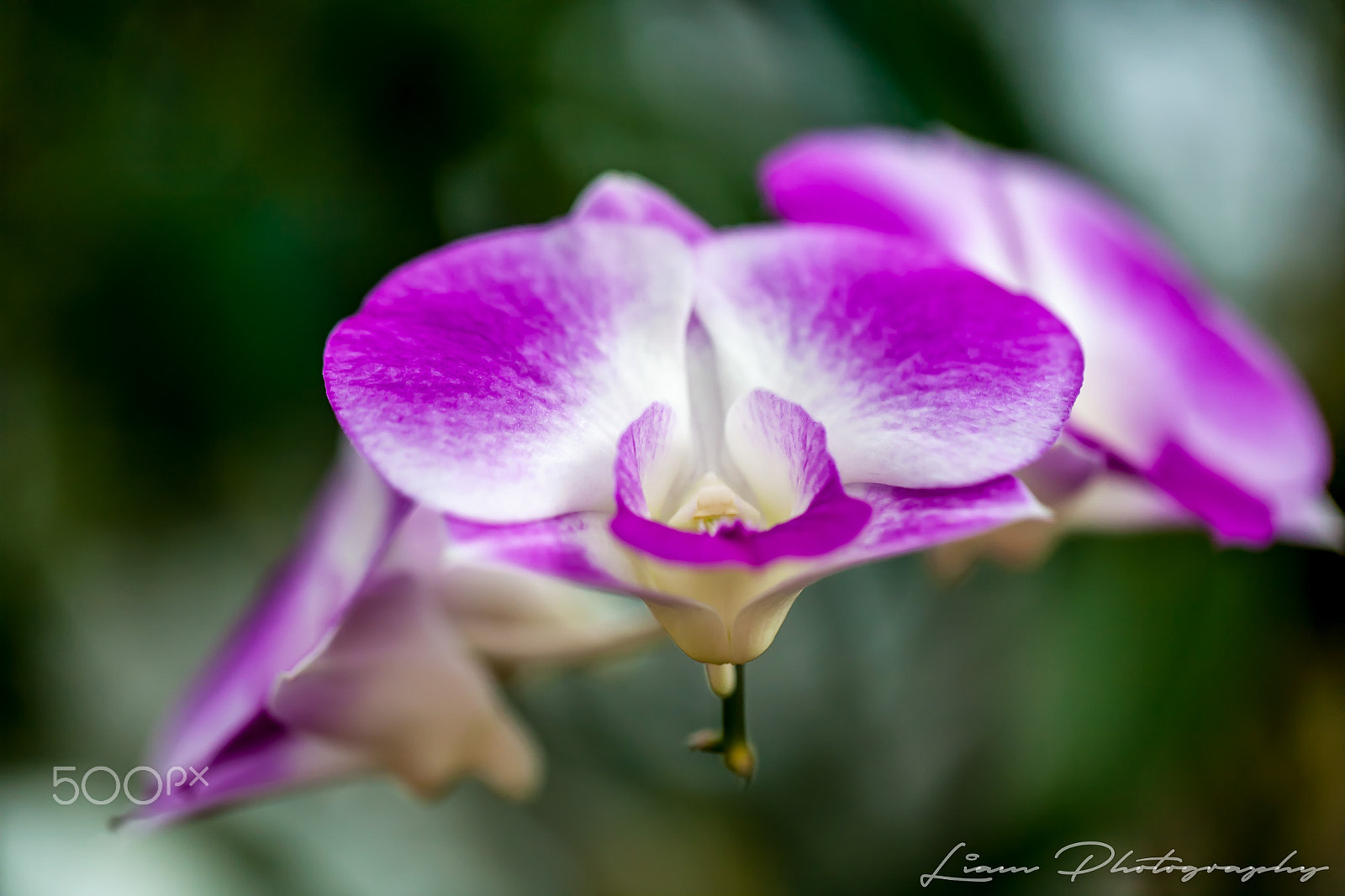 Canon EOS 5D + Canon EF 100mm F2.8L Macro IS USM sample photo. The flower's edge photography