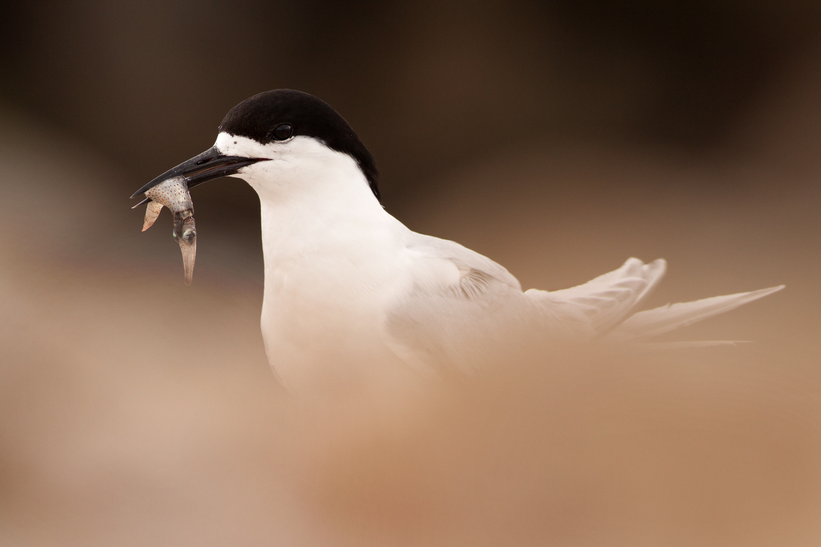 Canon EOS 50D + Canon EF 400mm F5.6L USM sample photo. Tern with squid photography