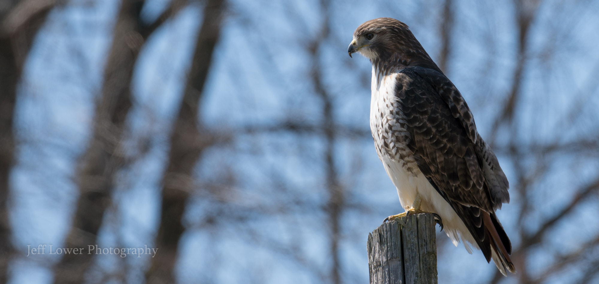 Sony a6300 + Canon EF 100-400mm F4.5-5.6L IS II USM sample photo. Hawk on overwatch photography