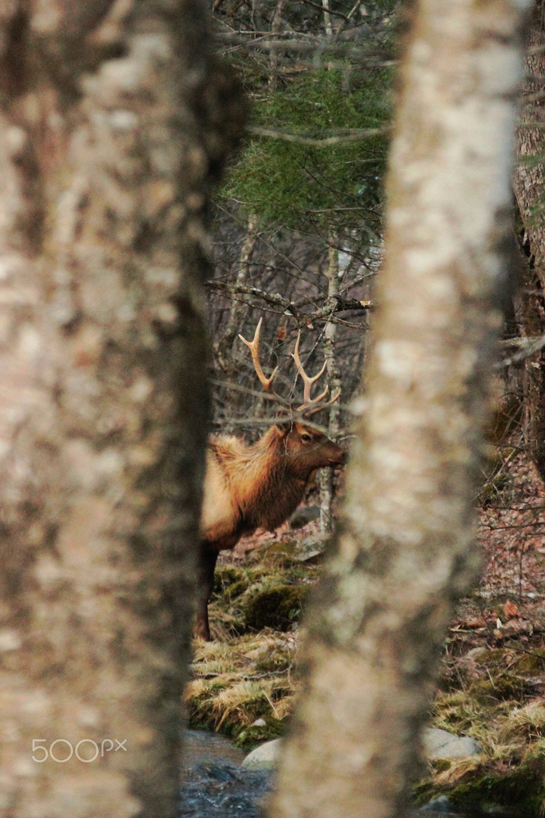 Sigma 70-300mm F4-5.6 APO DG Macro sample photo. Bull elk photography