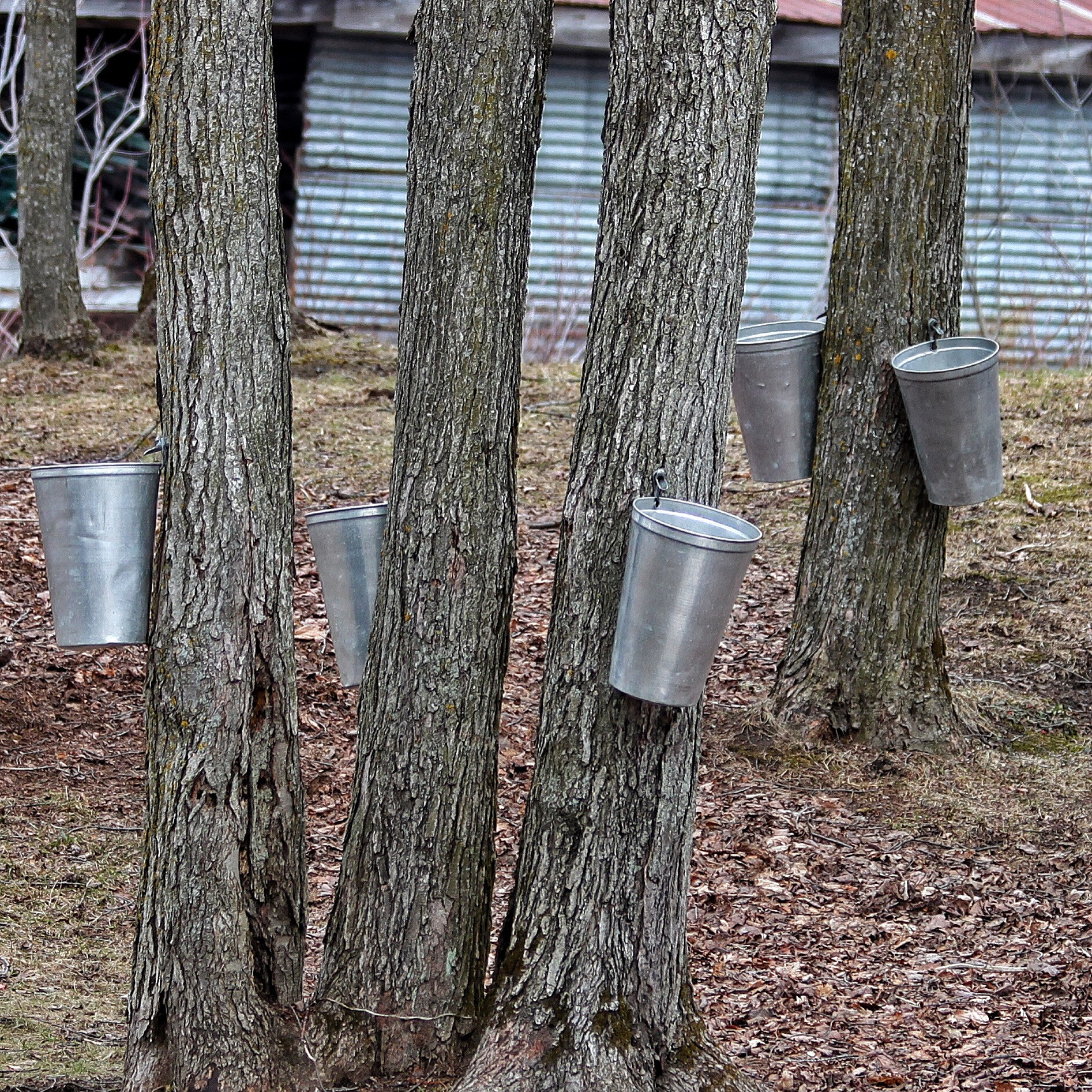Canon EF 70-300mm F4-5.6 IS USM sample photo. Maple syrup collecting photography