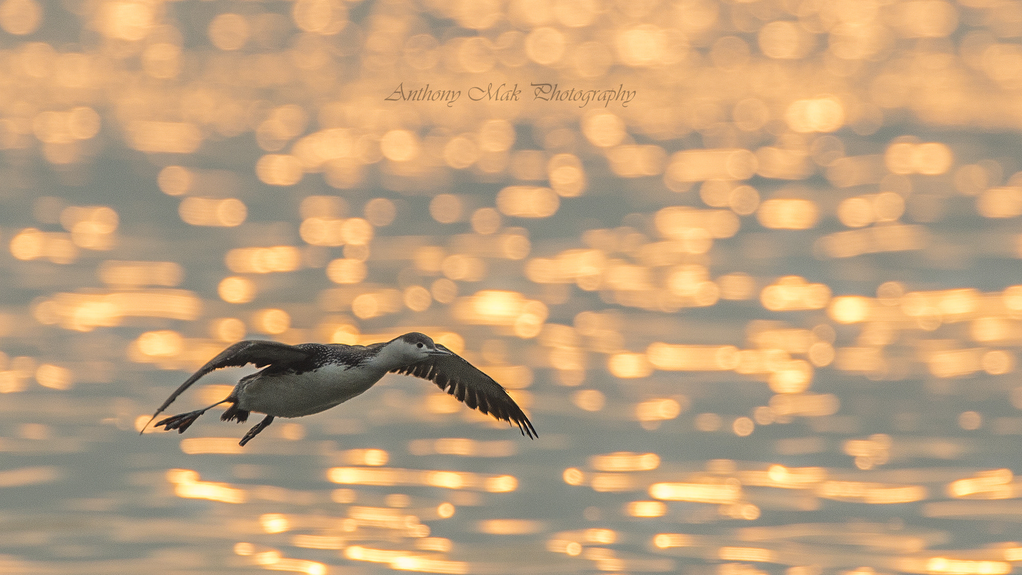 Nikon AF-S Nikkor 600mm F4D ED-IF II sample photo. Red-throated diver photography