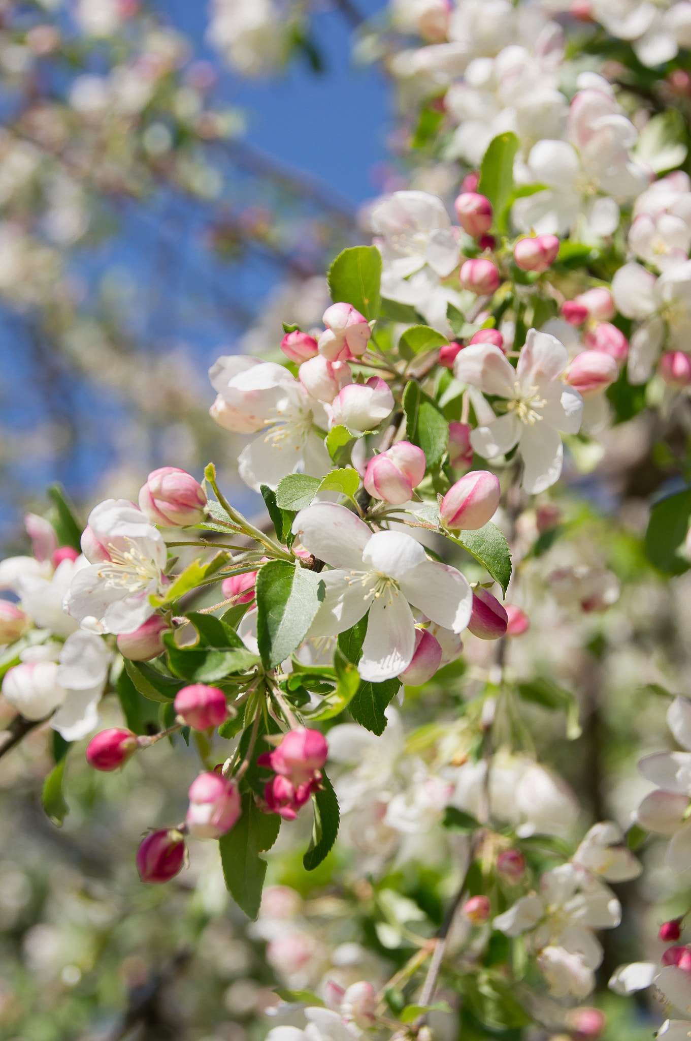 Tamron 18-270mm F3.5-6.3 Di II PZD sample photo. Spring blossom photography