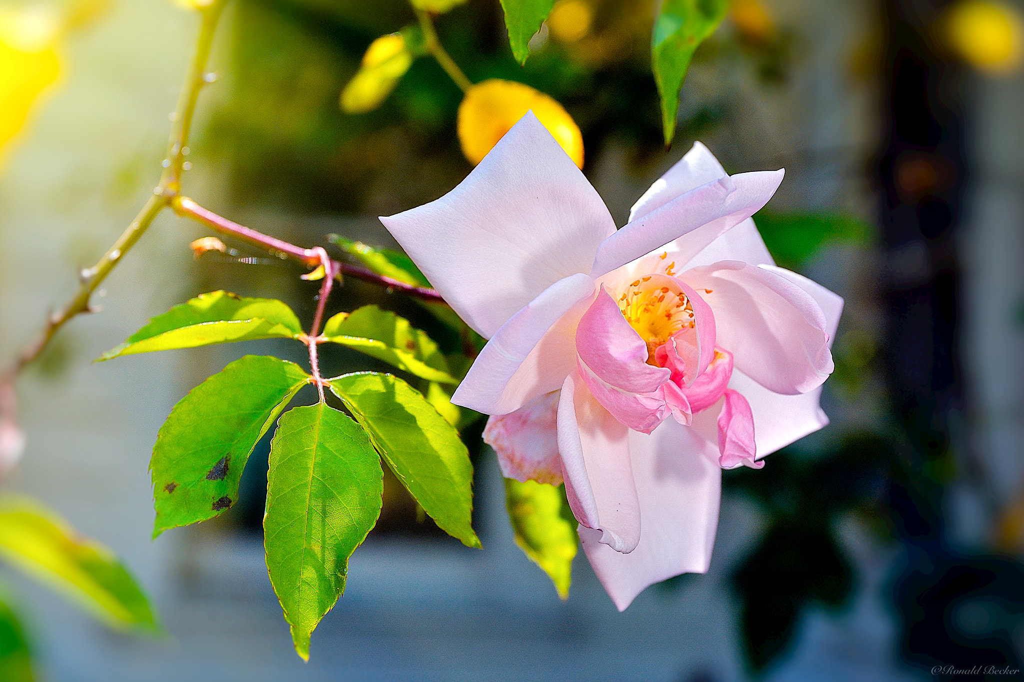 Nikon D7100 + Sigma 18-50mm F2.8 EX DC Macro sample photo. Garden princess photography