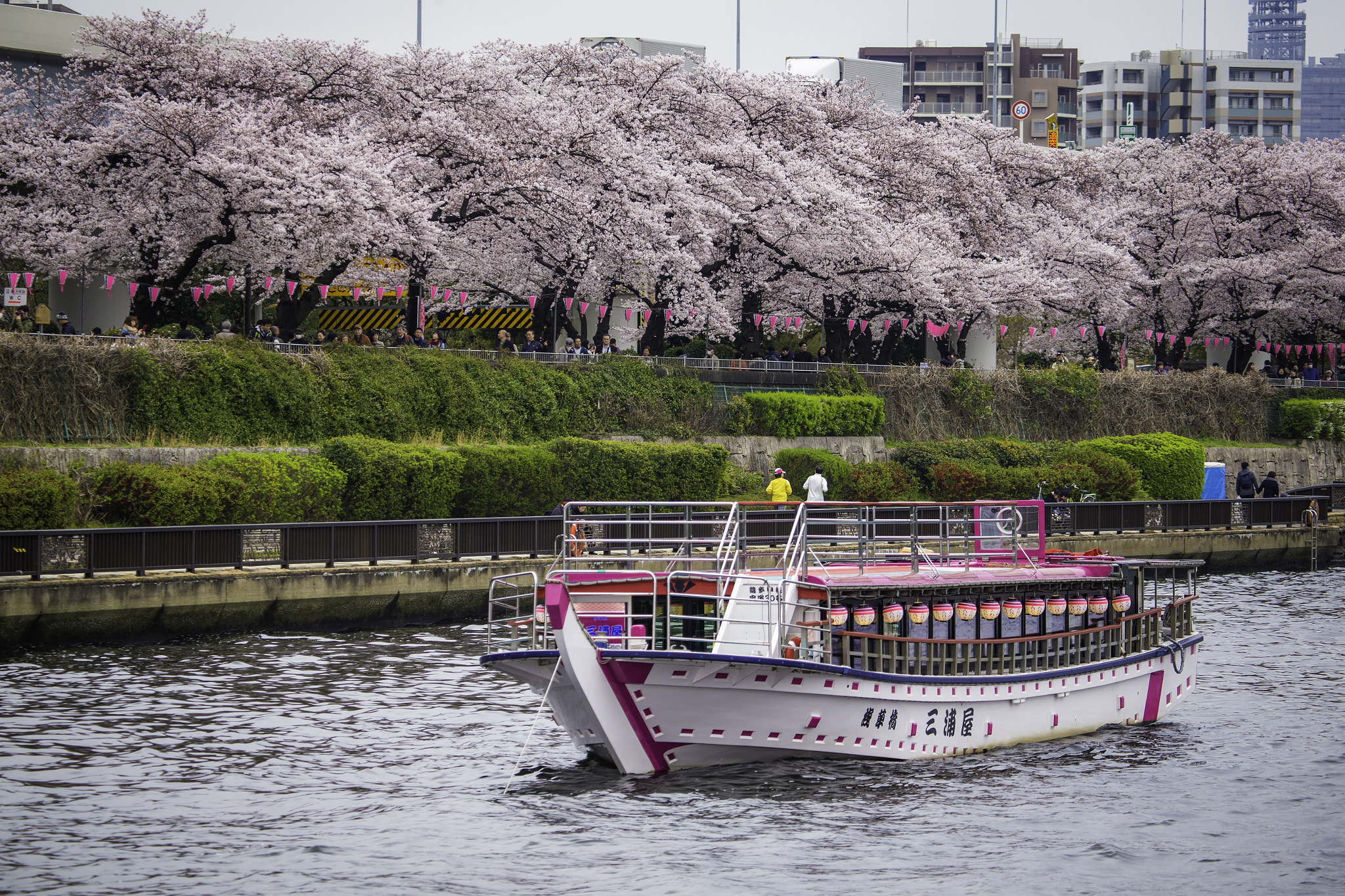 Canon EF 100-400mm F4.5-5.6L IS USM sample photo. Cherry blossoms photography