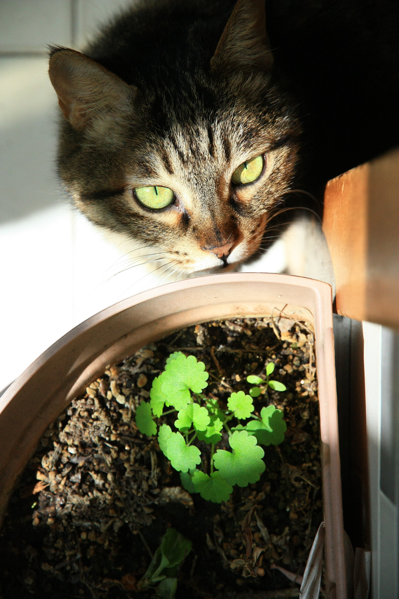 Canon EOS 450D (EOS Rebel XSi / EOS Kiss X2) + Canon EF 50mm f/1.8 sample photo. 瞧 photography
