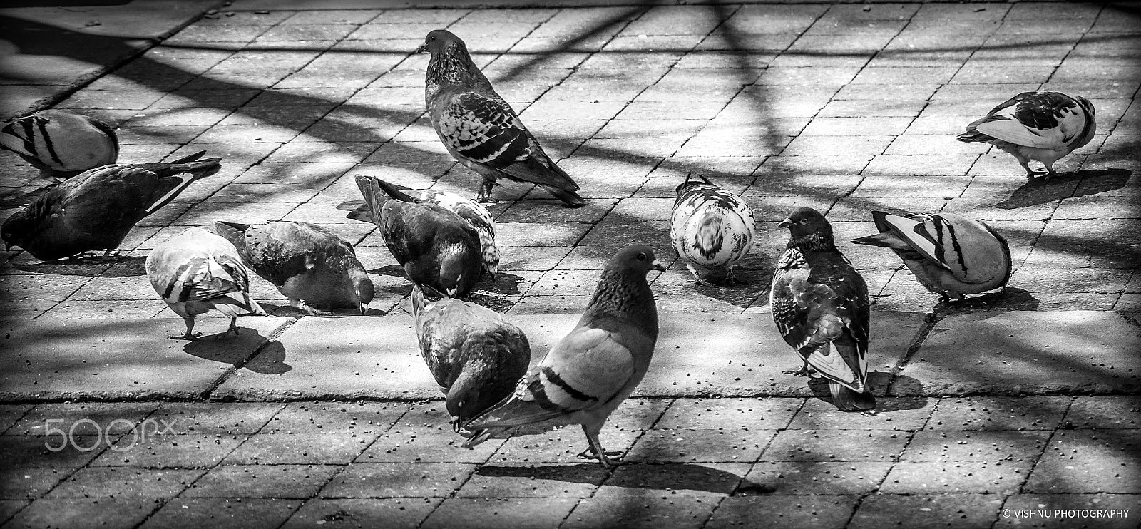 Panasonic Lumix DMC-GH4 sample photo. Pigeons.jpg photography