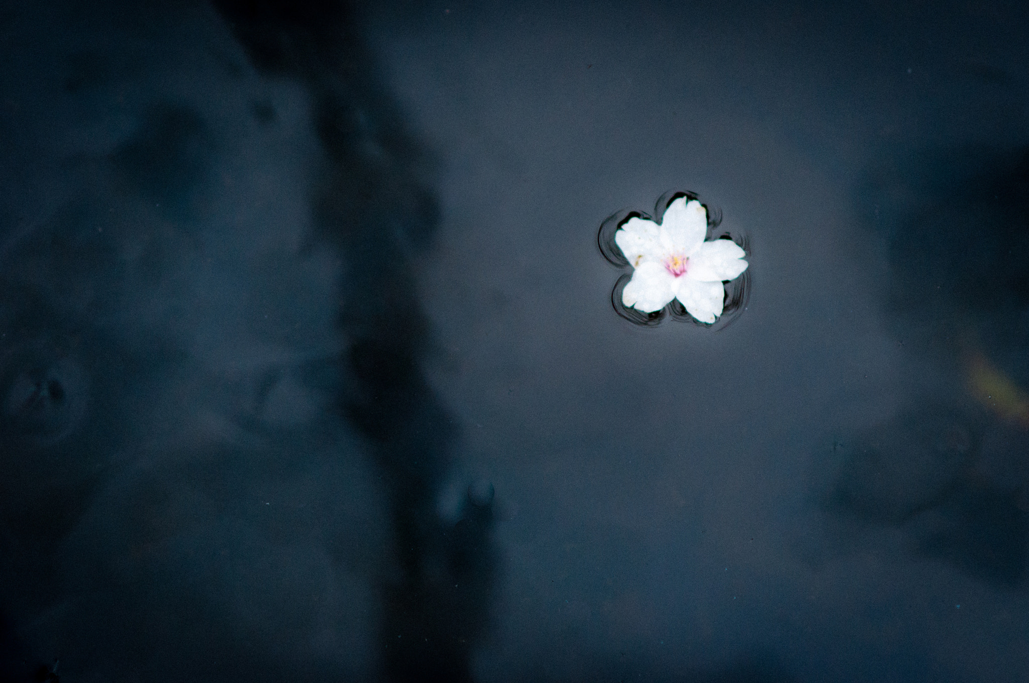 Nikon D90 + AF Nikkor 85mm f/1.8 sample photo. Sakura on river photography