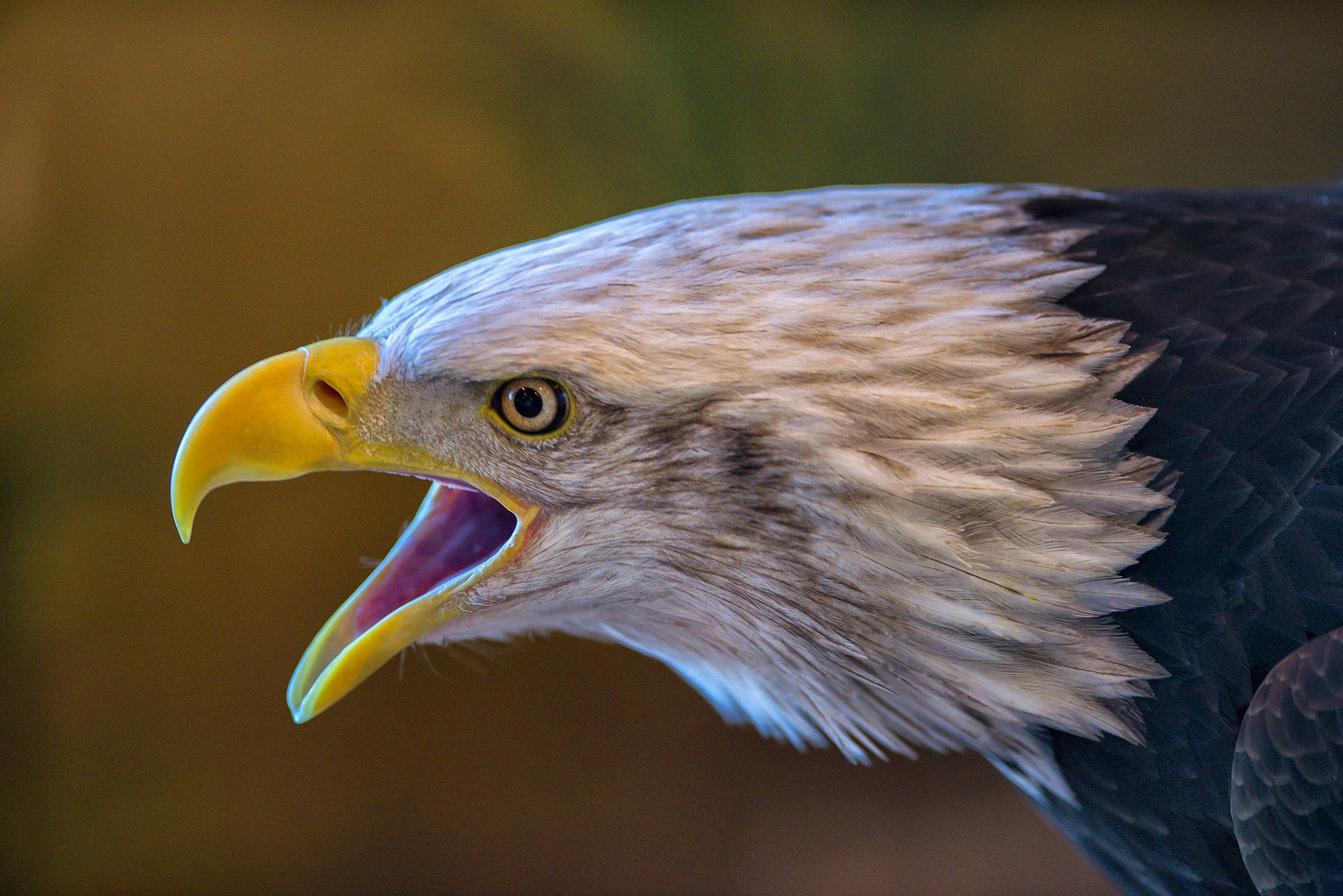 AF-S Nikkor 300mm f/2.8D IF-ED II sample photo. Angry eagle photography