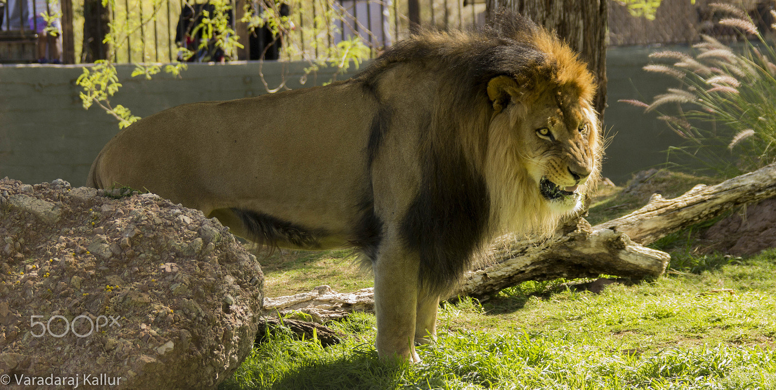 Canon EF 28-300mm F3.5-5.6L IS USM sample photo. Lion photography
