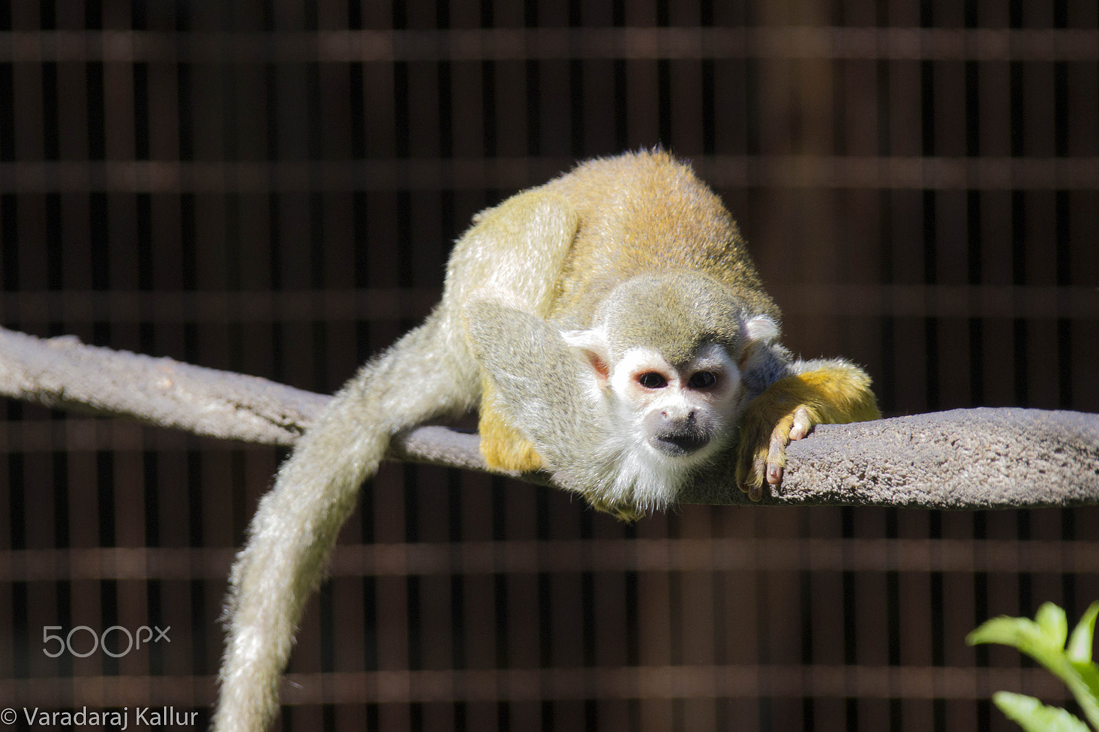 Canon EF 28-300mm F3.5-5.6L IS USM sample photo. Squirrel monkey! photography