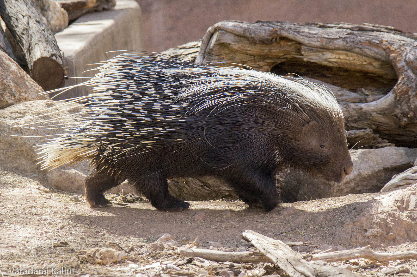 Canon EF 28-300mm F3.5-5.6L IS USM sample photo. Porcupine photography