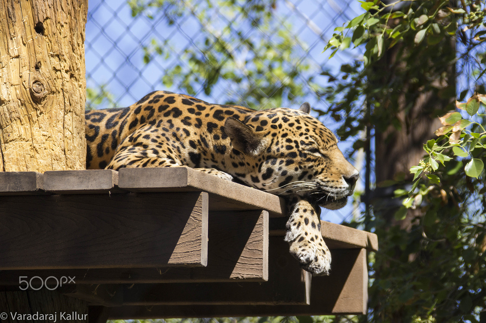 Canon EF 28-300mm F3.5-5.6L IS USM sample photo. A bored leopard! photography
