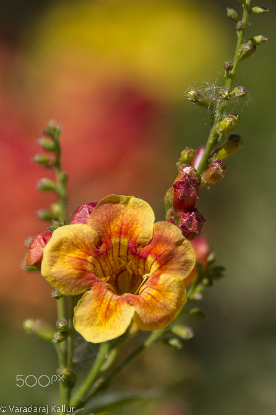 Canon EF 28-300mm F3.5-5.6L IS USM sample photo. When a telephoto is used as macro lens! photography