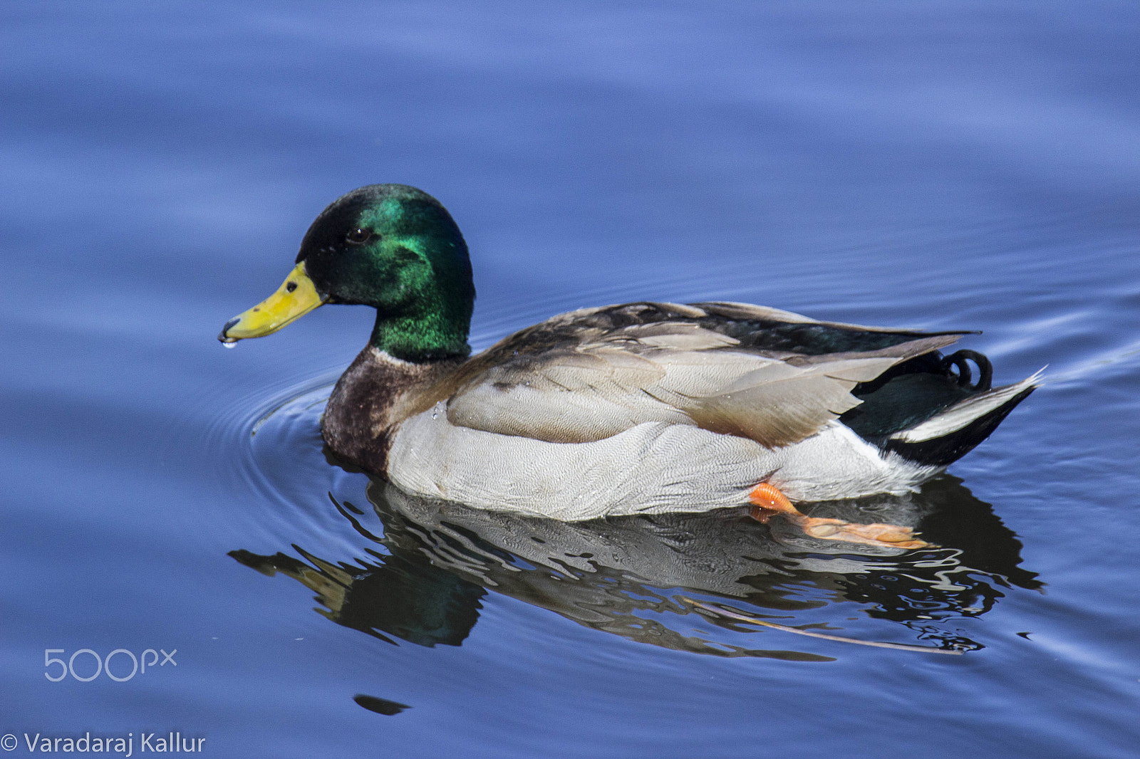 Canon EF 28-300mm F3.5-5.6L IS USM sample photo. Duck with brilliant plumage photography