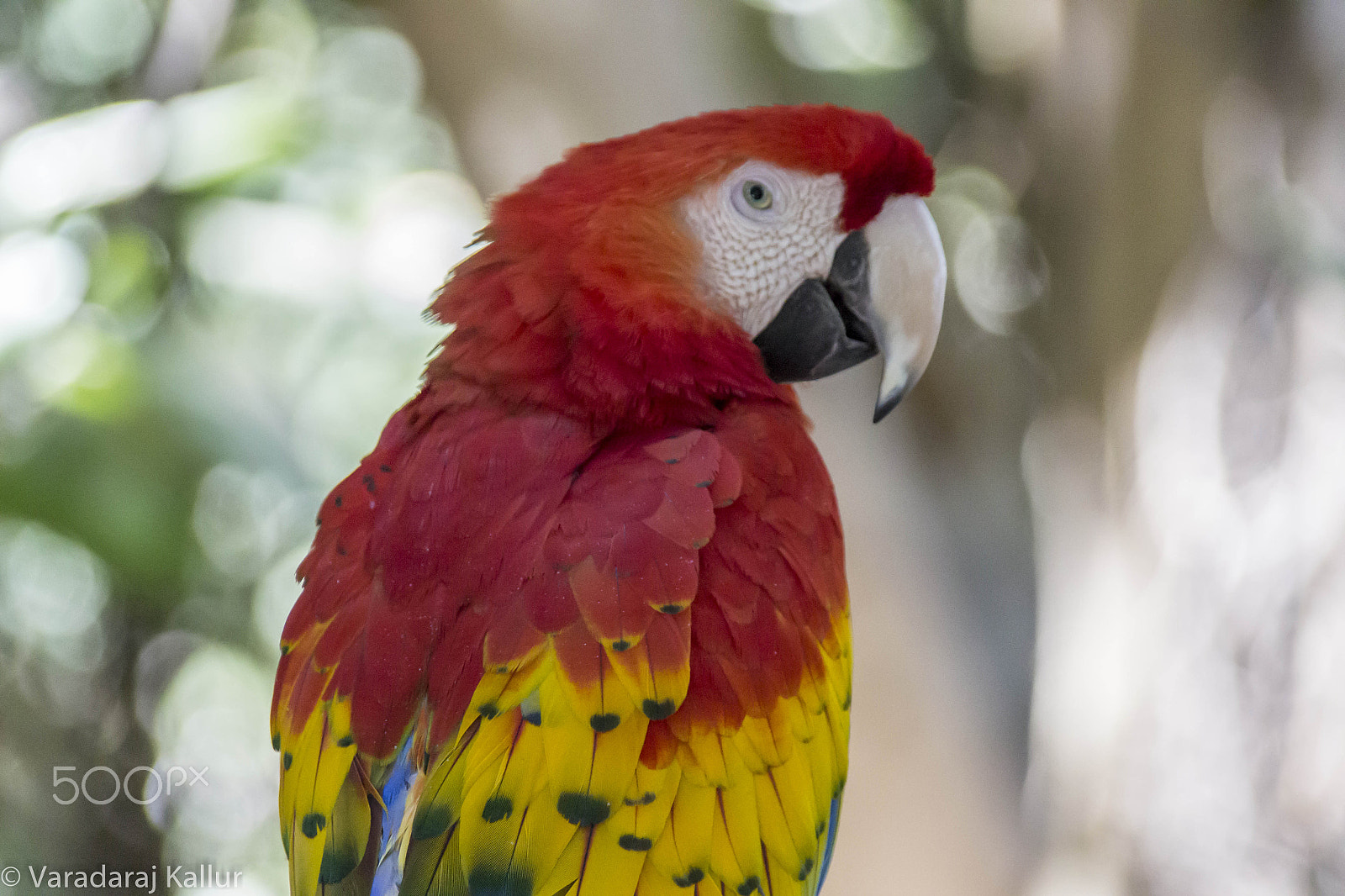 Canon EF 28-300mm F3.5-5.6L IS USM sample photo. Scarlet mackaw photography