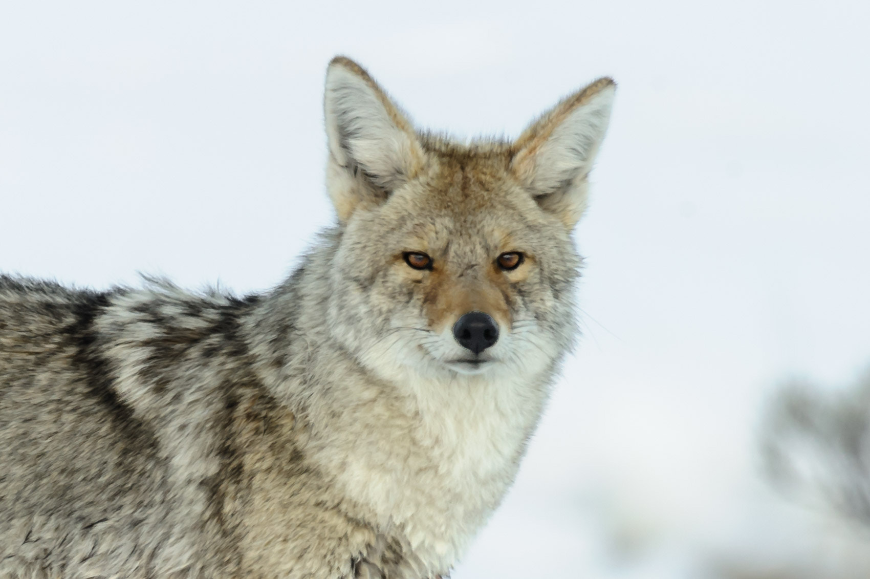Nikon AF-S Nikkor 400mm F2.8G ED VR II sample photo. Hard look photography