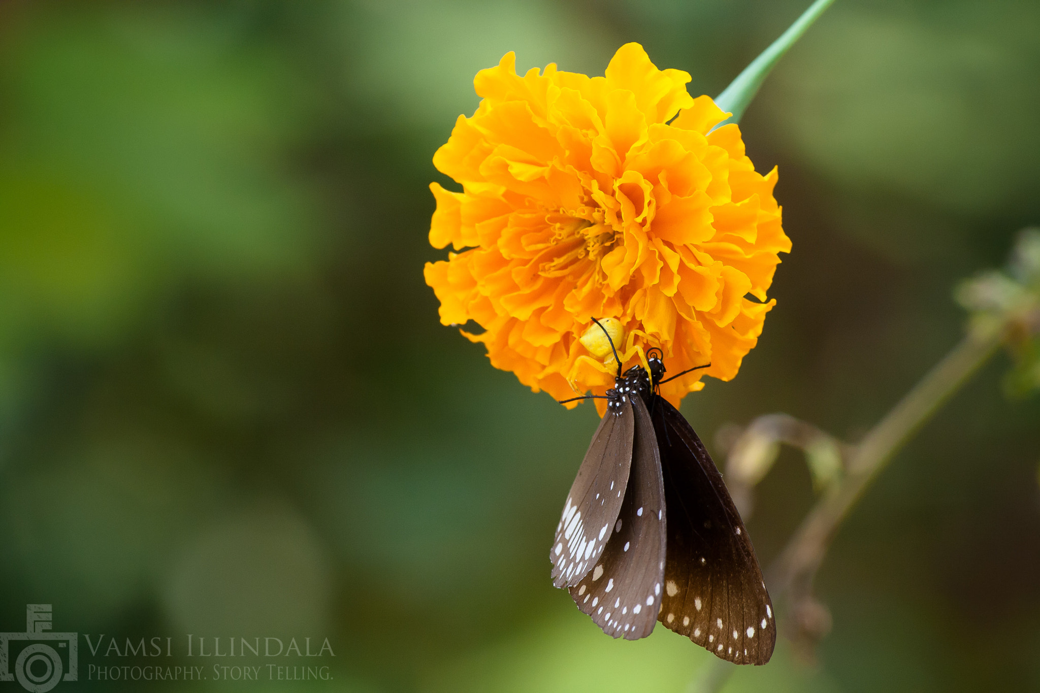 Sigma 70-300mm F4-5.6 APO DG Macro sample photo. The nature of nature photography