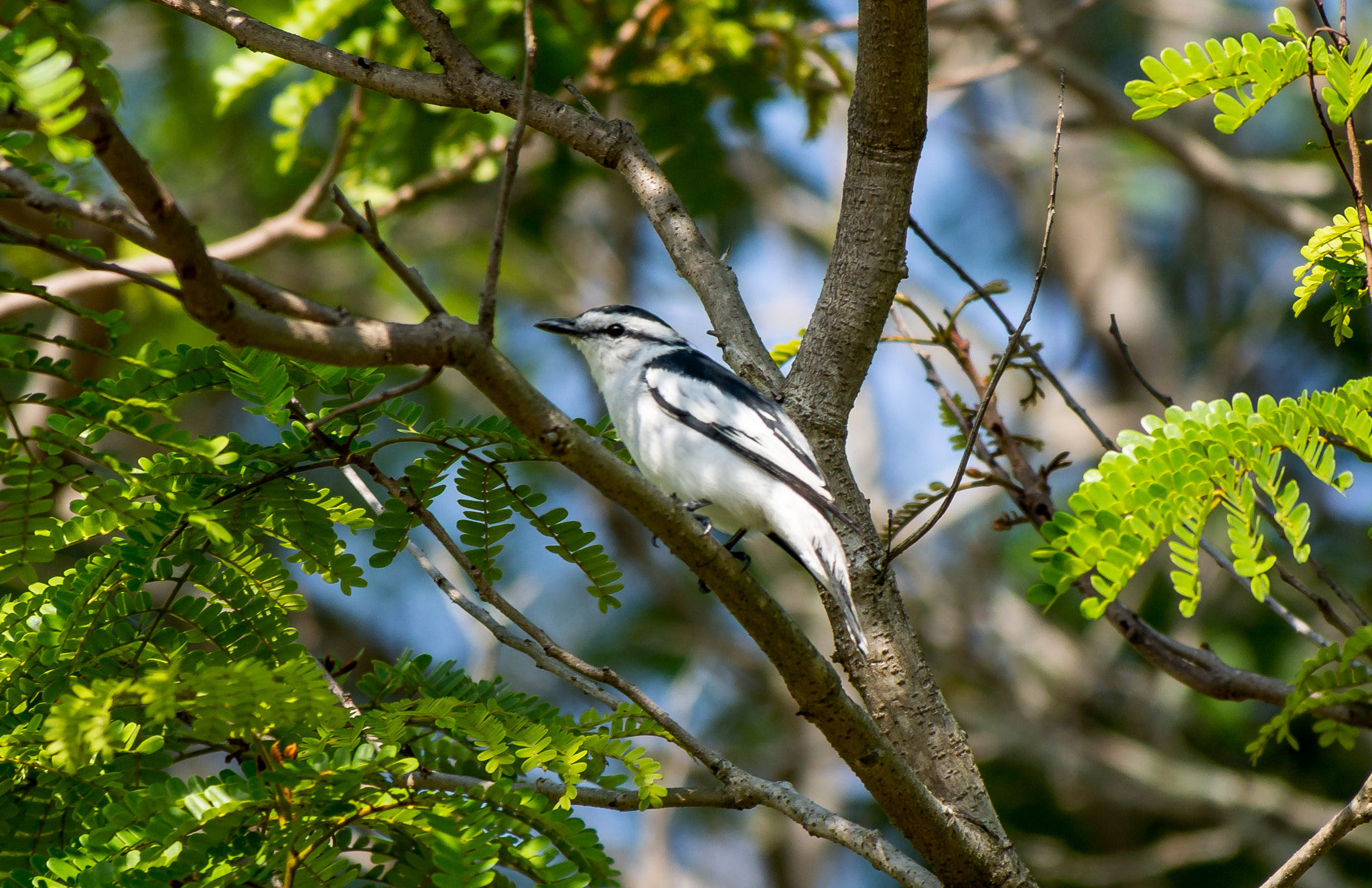 Olympus OM-D E-M5 sample photo. Pied triller calling to its mate photography