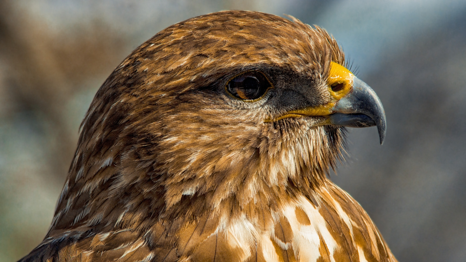 Sony SLT-A77 + Minolta AF 70-210mm F4 Macro sample photo. Buzzard portrait photography
