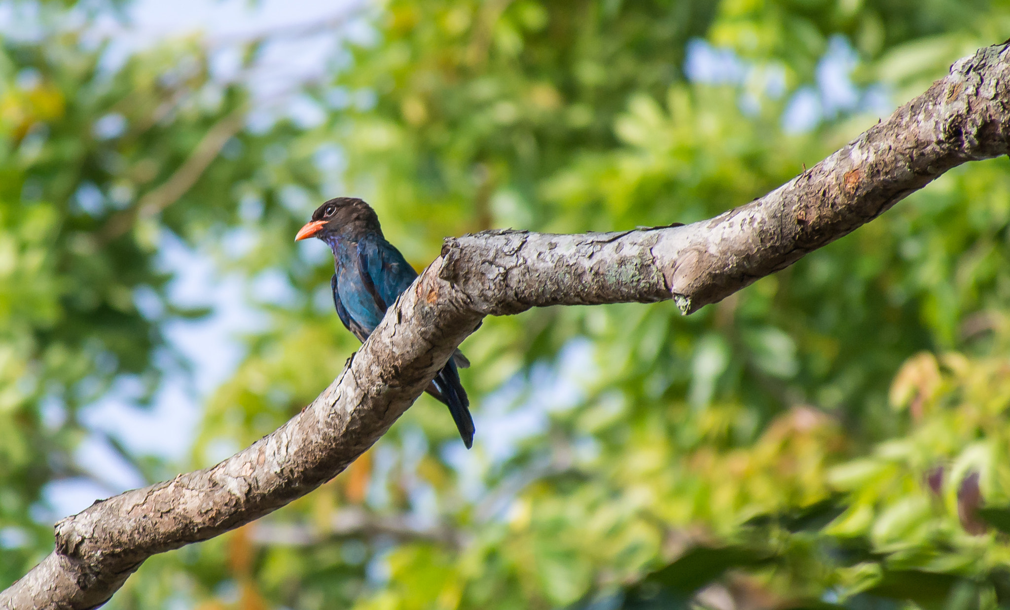Olympus OM-D E-M5 sample photo. Dollar bird on mahogany tree photography