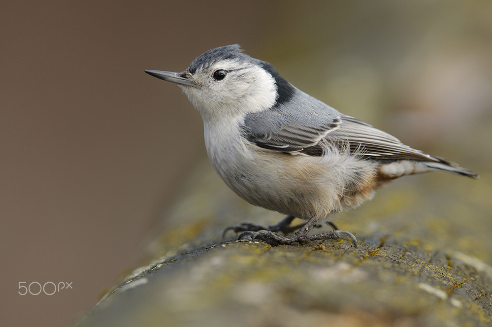Nikon AF-S Nikkor 400mm F2.8D ED-IF II sample photo. Nuthatch photography