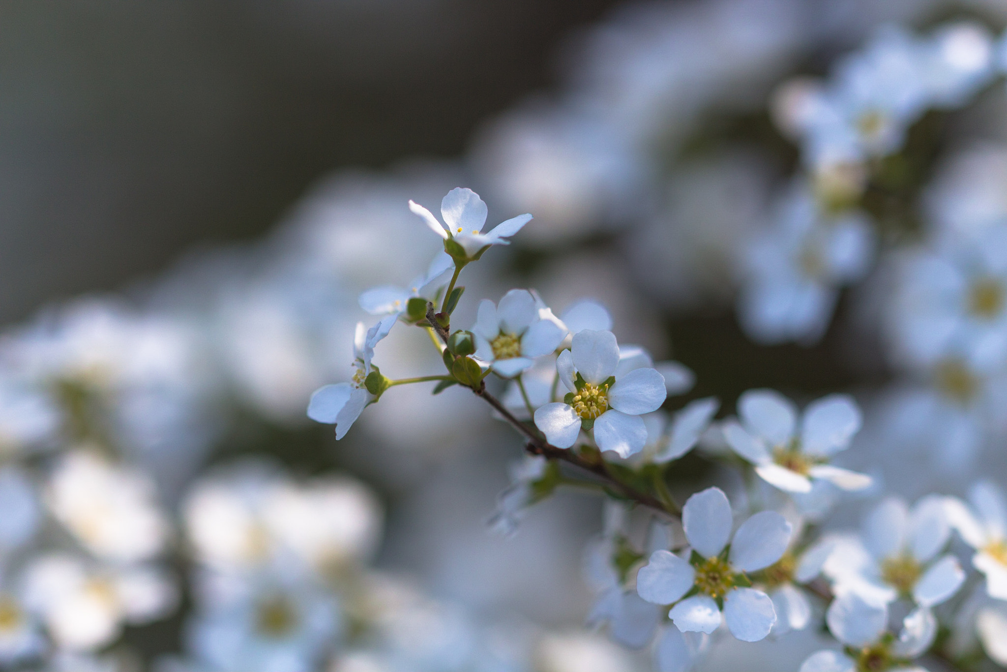 Canon EOS 650D (EOS Rebel T4i / EOS Kiss X6i) sample photo. Unknown photography