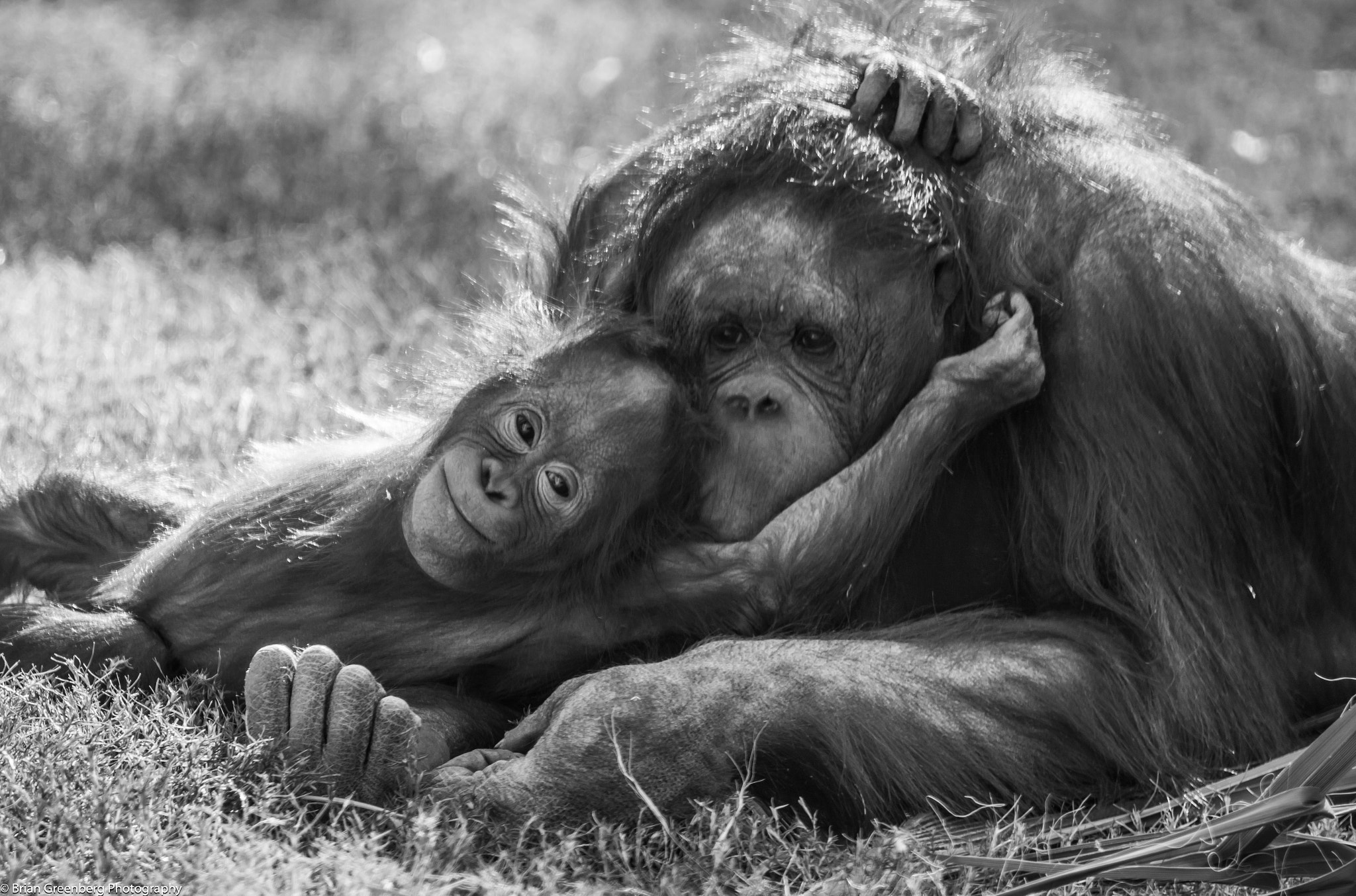 Sony a99 II + Sony 70-400mm F4-5.6 G SSM sample photo. A mother's love photography