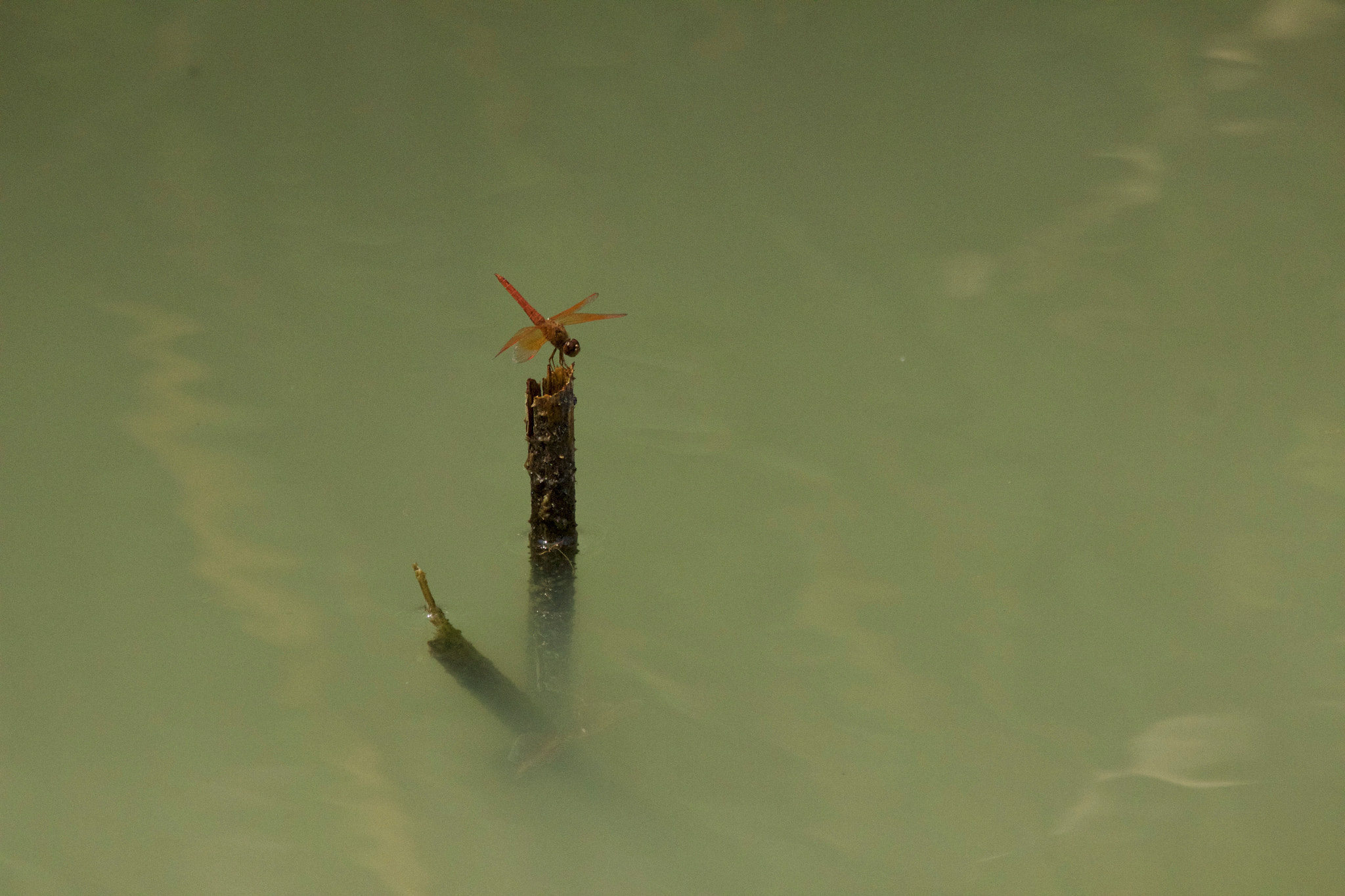 Canon EF 100-400mm F4.5-5.6L IS USM sample photo. Dragonfly photography