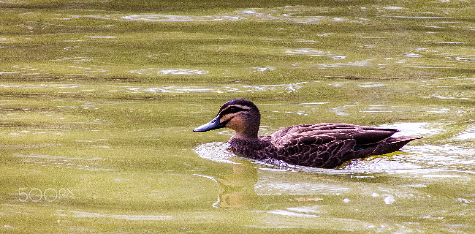 Pentax *ist DS + Tamron AF 28-300mm F3.5-6.3 XR Di LD Aspherical (IF) Macro sample photo. Duck on the river photography