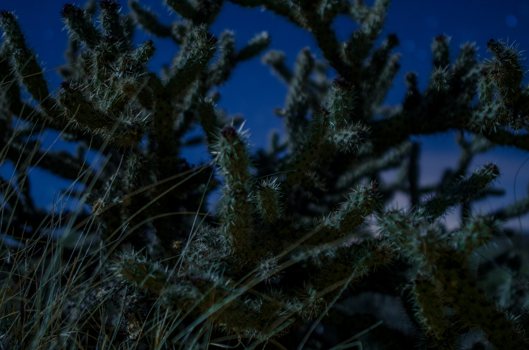 Samyang 12mm F2.8 ED AS NCS Fisheye sample photo. Cactus photography