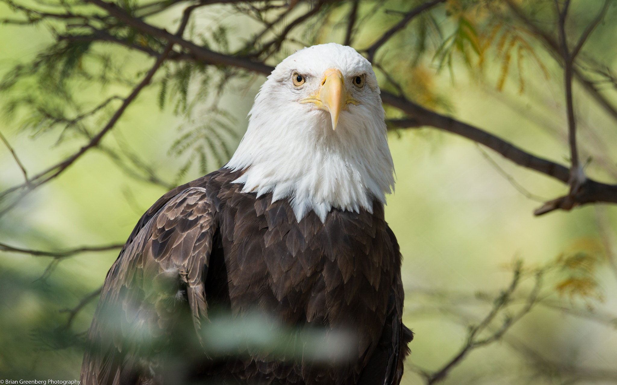 Sony a99 II + Sony 70-400mm F4-5.6 G SSM sample photo. 'merica photography