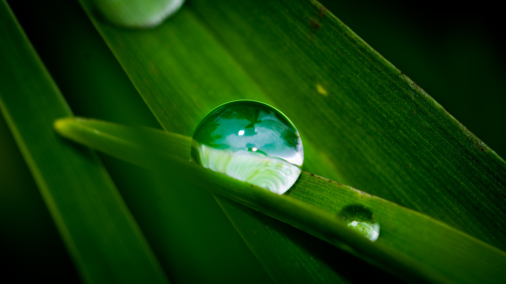 Nikon D7100 + Sigma 105mm F2.8 EX DG Macro sample photo. Droplet photography