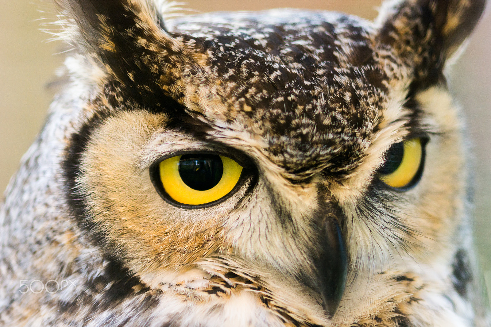 Nikon D7100 + Sigma 105mm F2.8 EX DG Macro sample photo. Owl photography