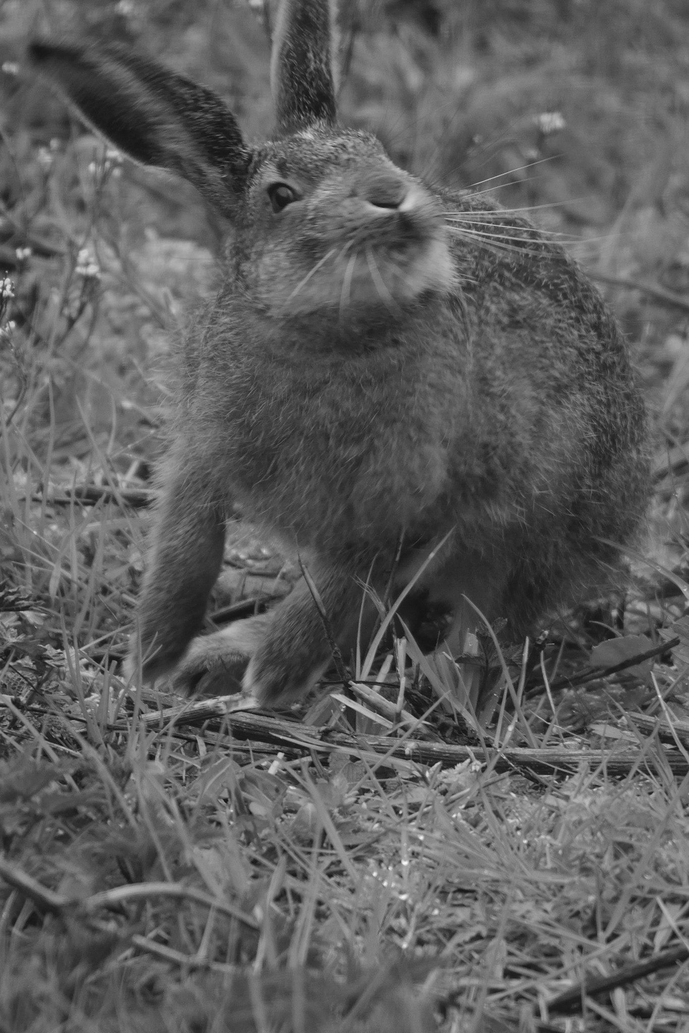 Sigma 150-500mm F5-6.3 DG OS HSM sample photo. Lièvre 2 photography