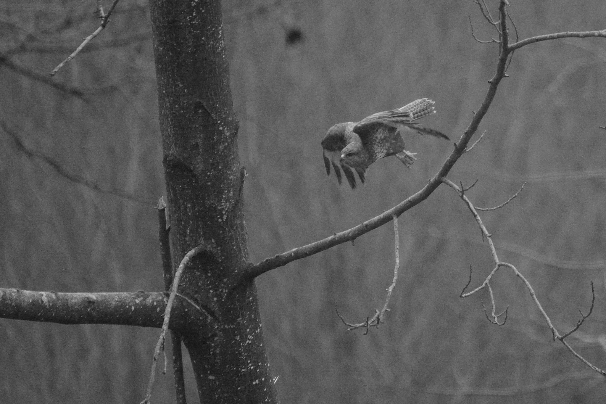 Sigma 150-500mm F5-6.3 DG OS HSM sample photo. Buse photography