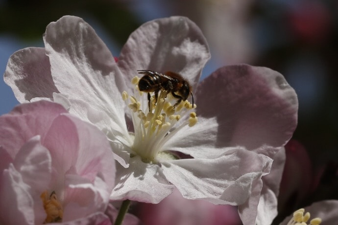 Canon EF 100mm F2.8L Macro IS USM sample photo