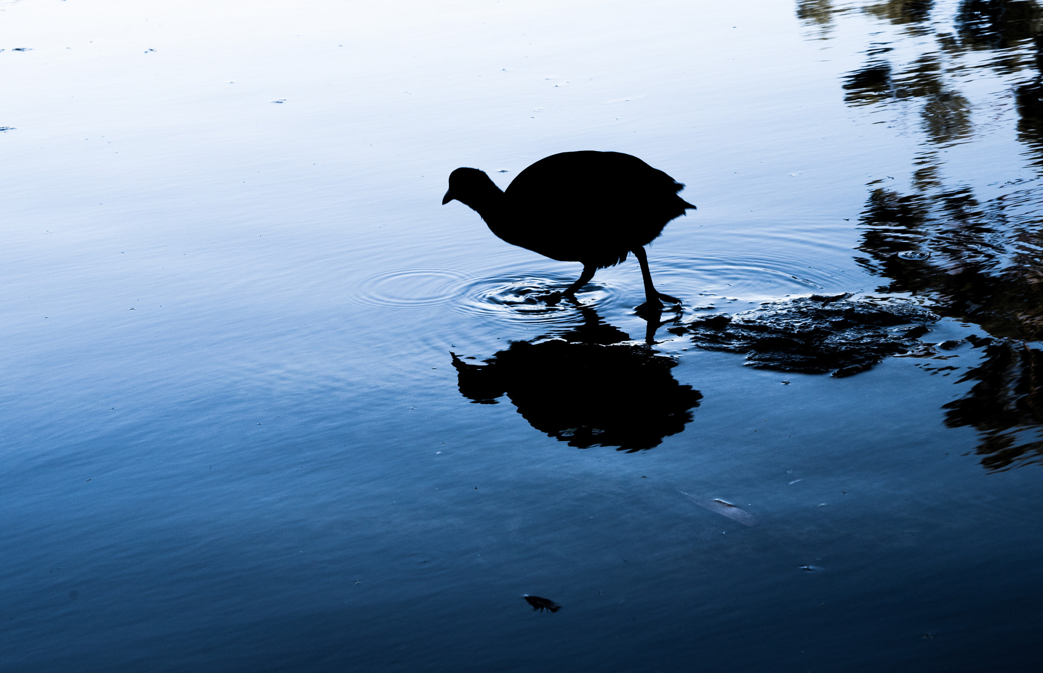 Sony a7S + Sony FE 90mm F2.8 Macro G OSS sample photo. Water hen photography