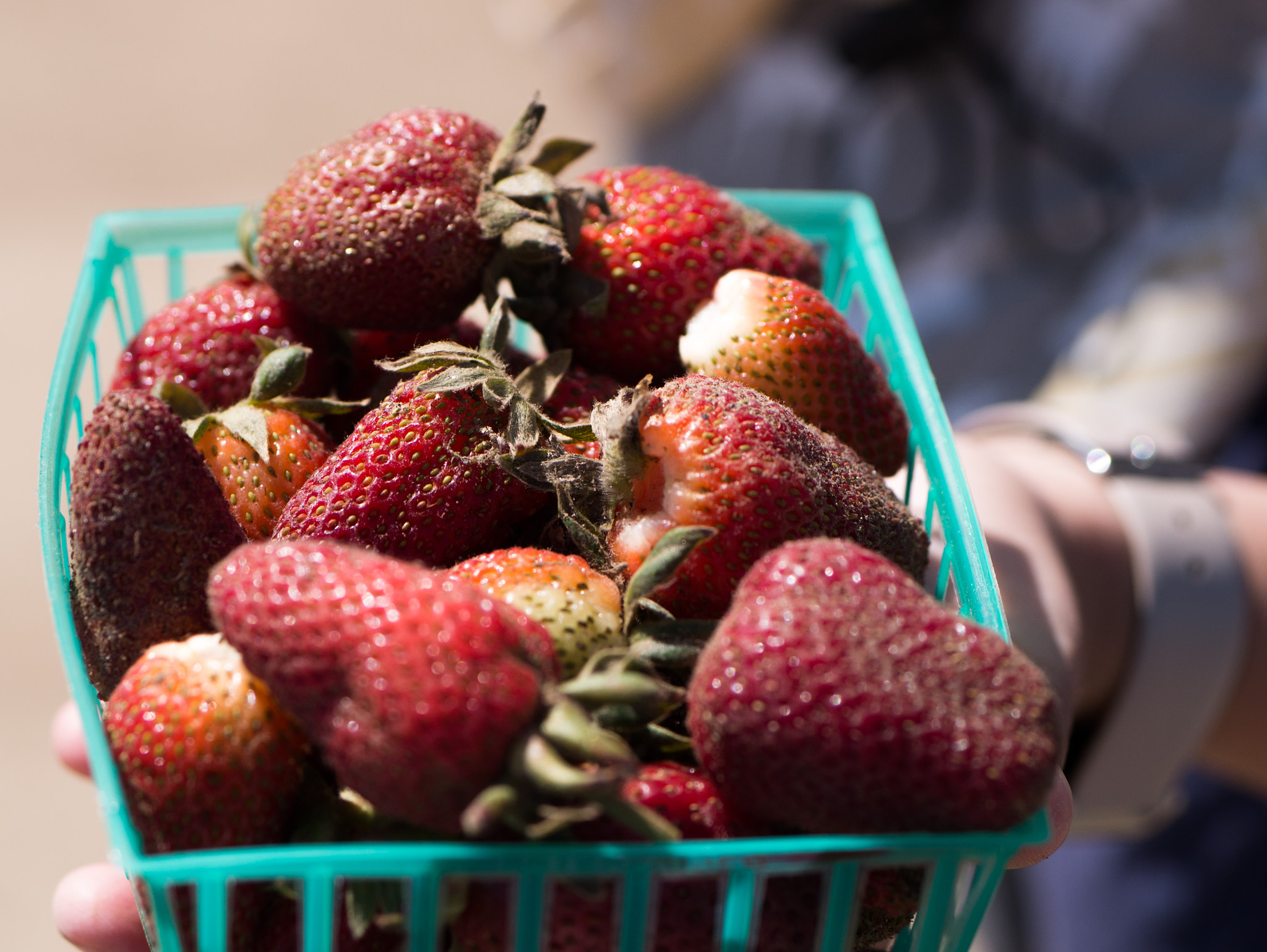 Panasonic Lumix G 42.5mm F1.7 ASPH Power OIS sample photo. Basket of strawberries photography