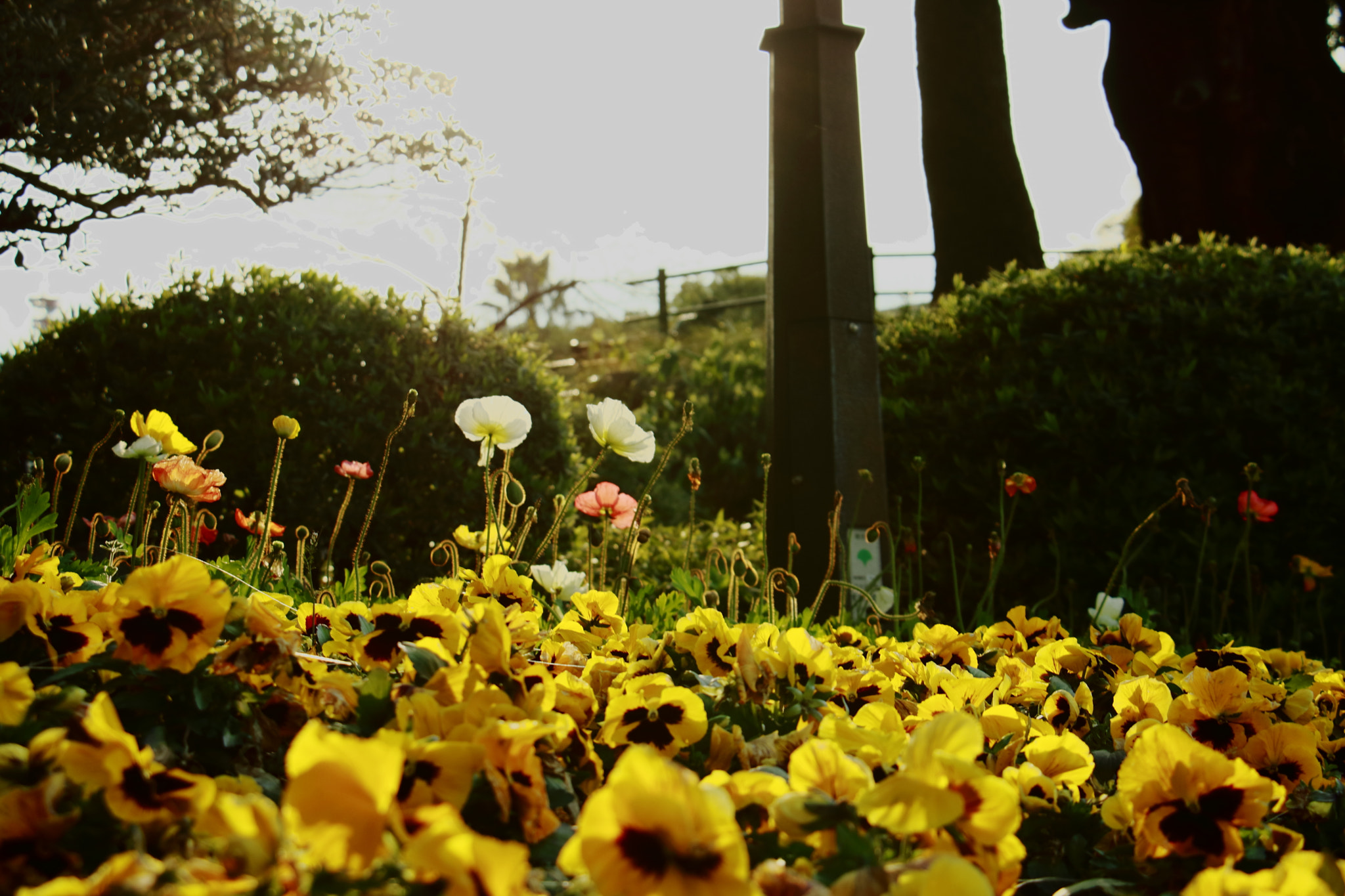 Canon EOS 760D (EOS Rebel T6s / EOS 8000D) sample photo