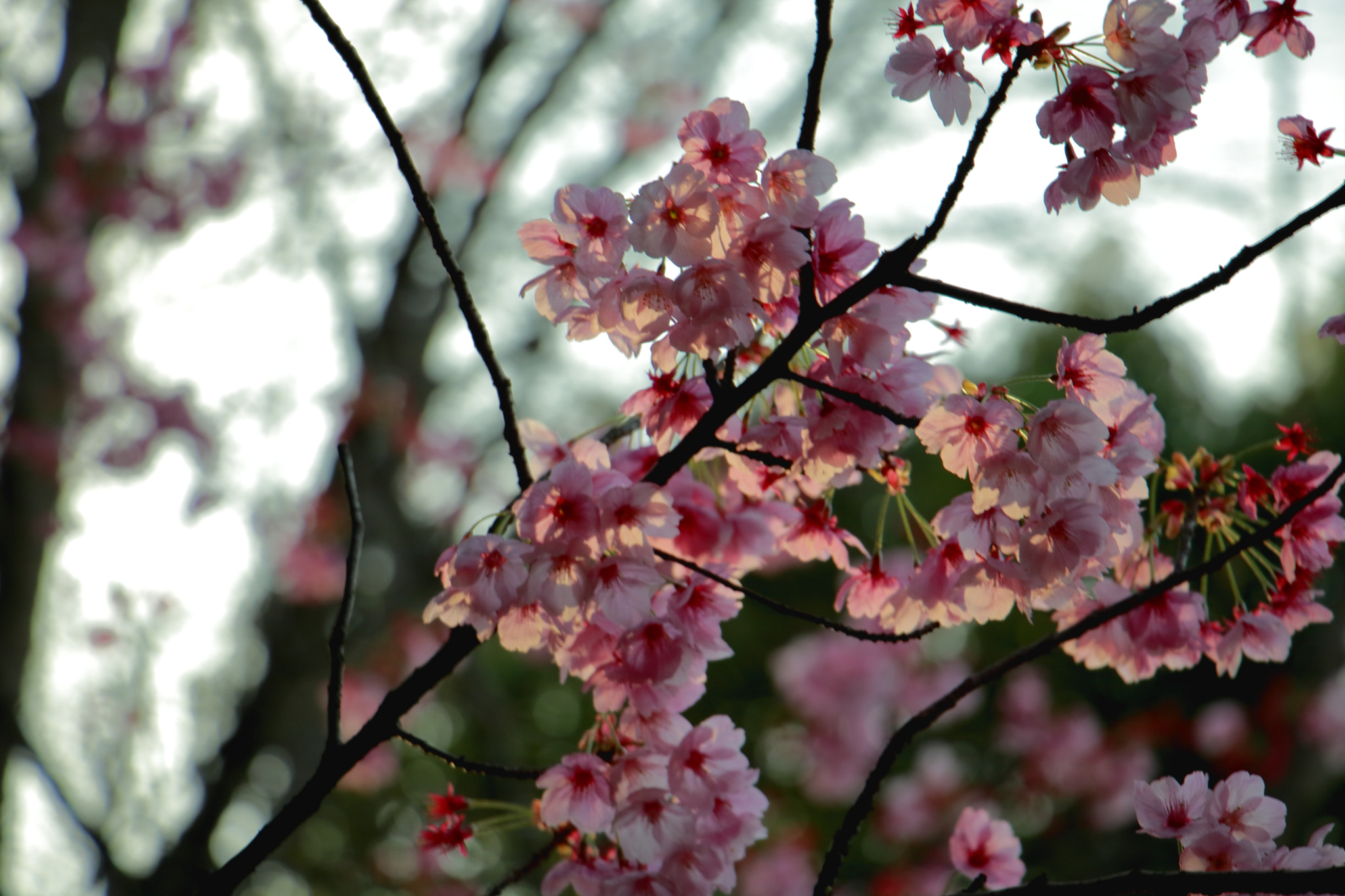 Canon EOS 760D (EOS Rebel T6s / EOS 8000D) sample photo