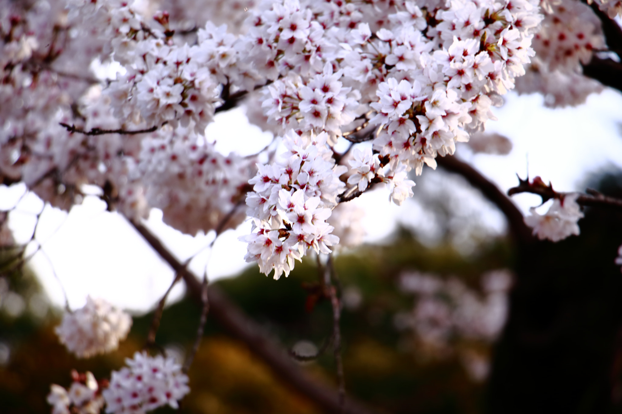 Canon EOS 760D (EOS Rebel T6s / EOS 8000D) sample photo