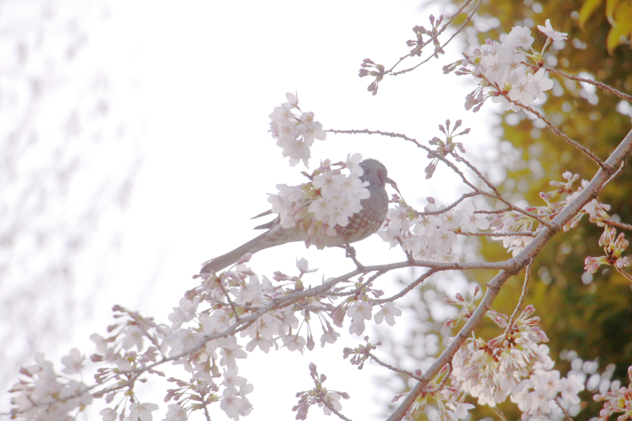 Canon EOS 760D (EOS Rebel T6s / EOS 8000D) sample photo