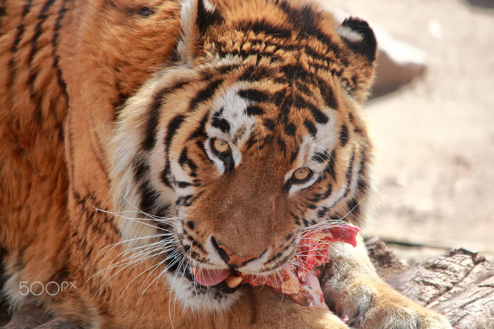 Sigma 150-500mm F5-6.3 DG OS HSM sample photo. Nikolaev zoo photography
