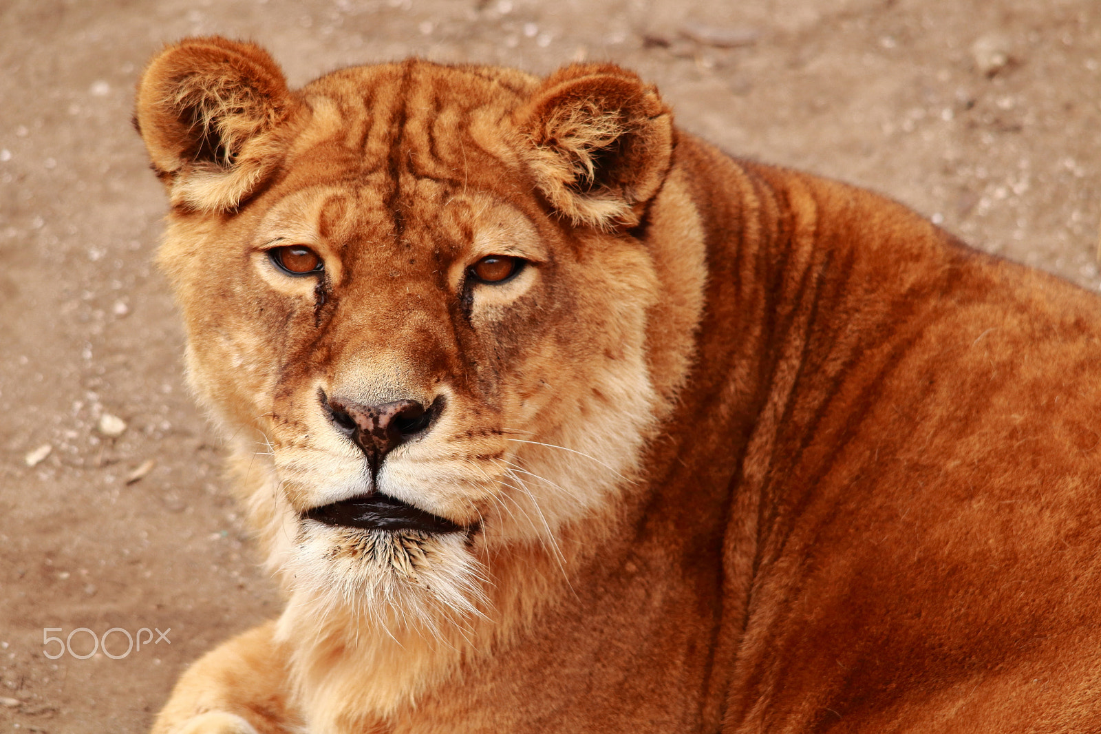 Sigma 150-500mm F5-6.3 DG OS HSM sample photo. Nikolaev zoo photography