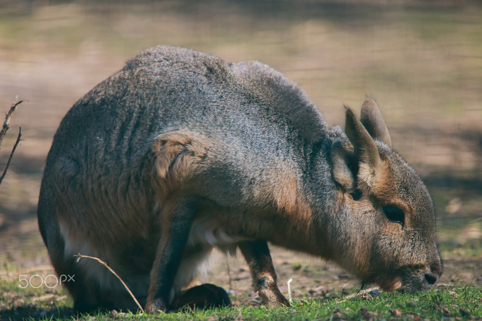 Sigma 150-500mm F5-6.3 DG OS HSM sample photo. Nikolaev zoo photography