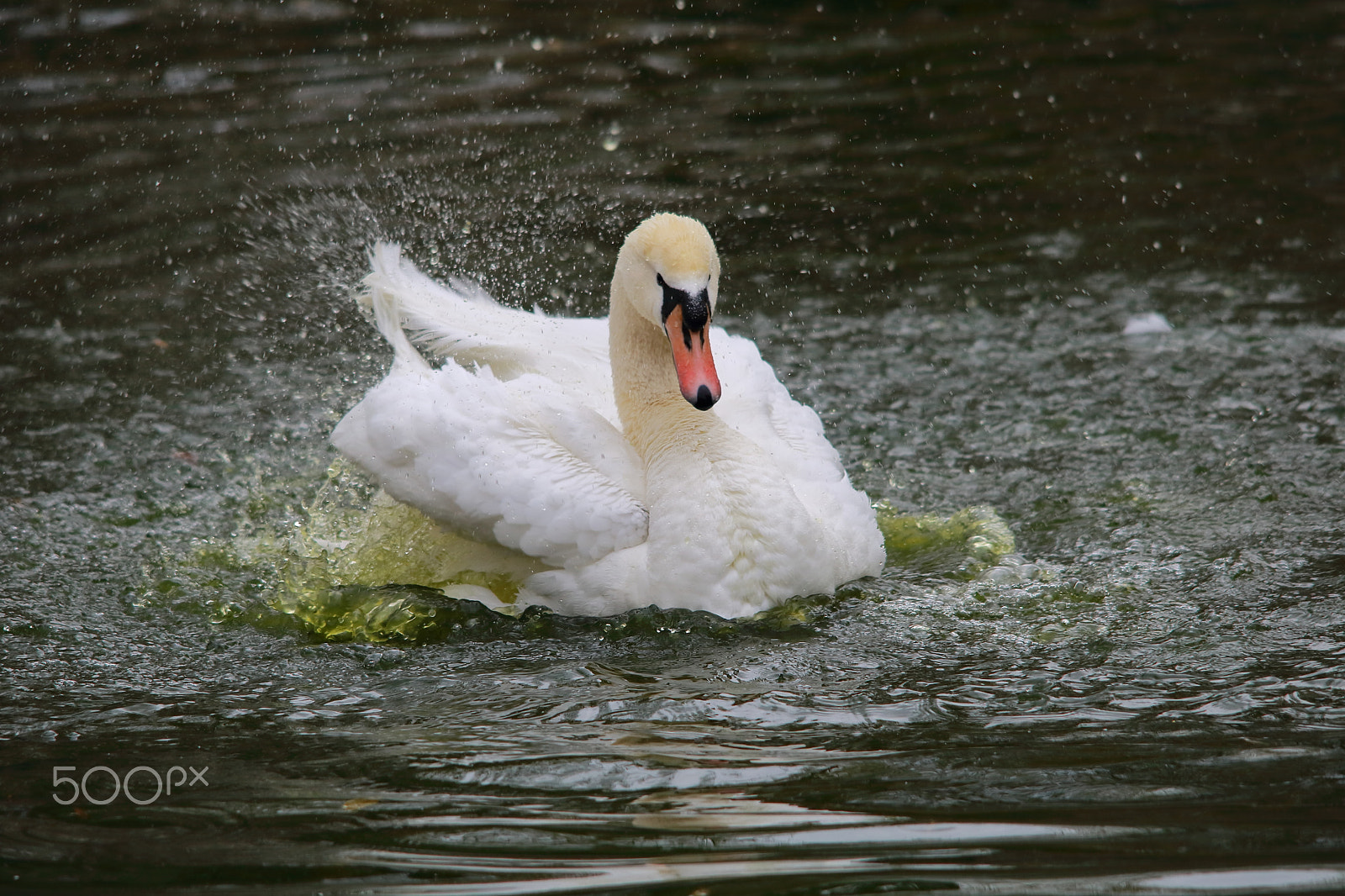 Sigma 150-500mm F5-6.3 DG OS HSM sample photo. Nikolaev zoo photography
