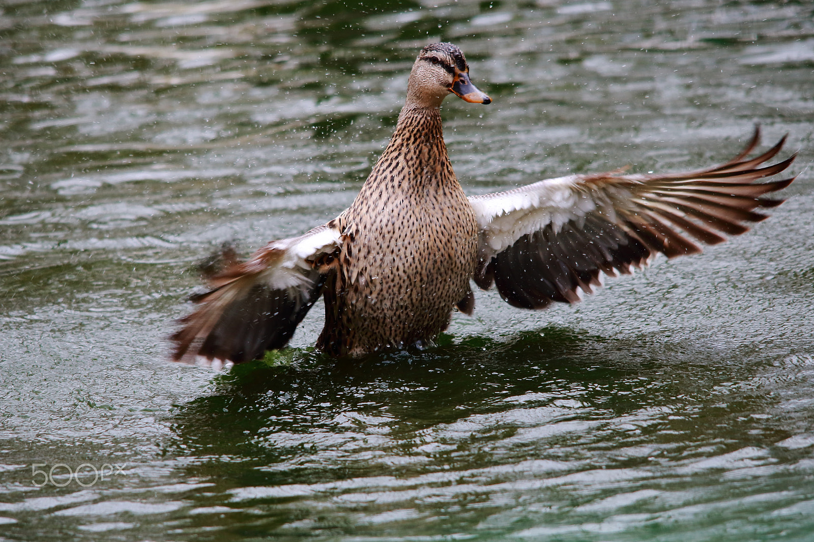 Sigma 150-500mm F5-6.3 DG OS HSM sample photo. Nikolaev zoo photography